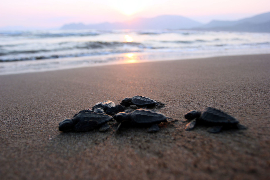 Baby Caretta-Schildkröten in der Türkei